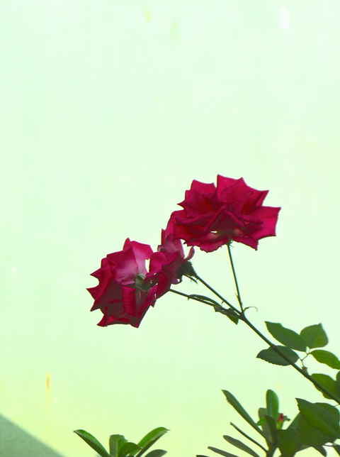 企画展のお知らせ 2月