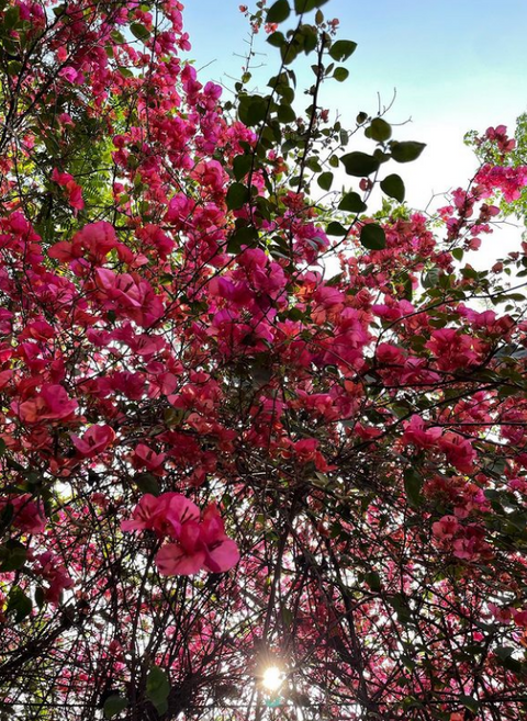 CALICO is coming to fudoki Tokyo...bringing joy of Spring colors embraced by the light and earth green.